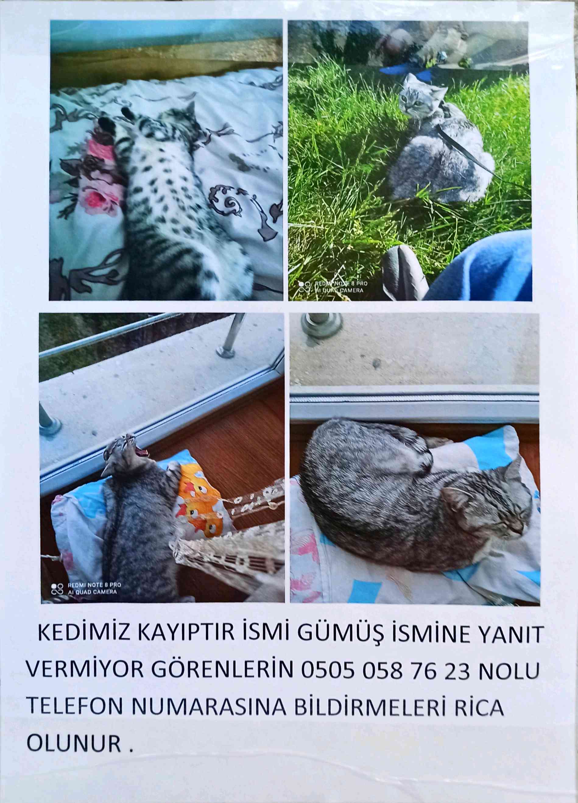 Kedimiz kayıptır ismi Gümüş